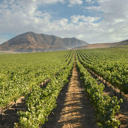 Arroyo Seco vineyards