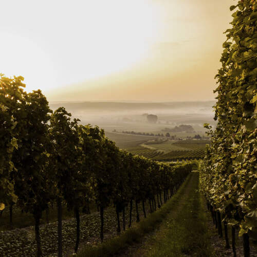 Paso Robles vineyards