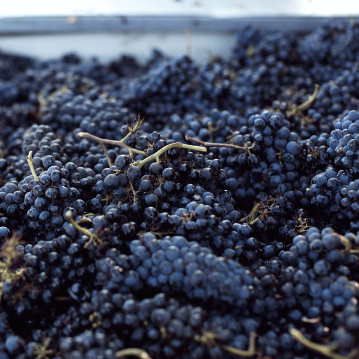 Grapes from five sub-appellations