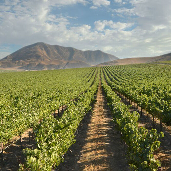 Arroyo Seco vineyards