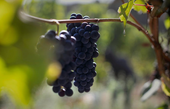 Proprietary Red Blend grapes
