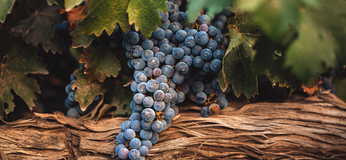 Truesdale Vineyard grapes