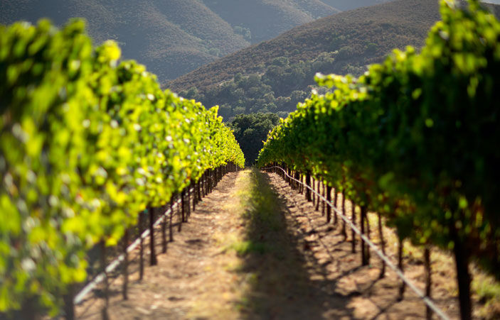 Our Story vineyard