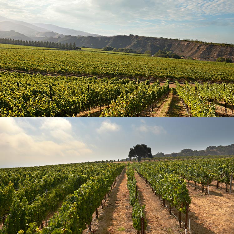 The original vineyards today - Smith Vineyard (left) and Hook Vineyard (right)